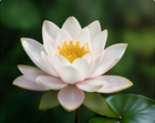 Weiße Seerose zwischen grünen Blättern