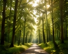 Sonnenstrahlen zwischen hohen Bäumen im Wald